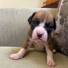 Boxer puppies from Cinnamon Girl's Boxers