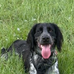 Simon - Blue roan male English Cocker Spaniel puppy in Millen, Georgia from Pine Hill Kennels
