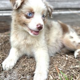 Nebula - Red merle female Miniature Australian Shepherd puppy in Saint Cloud, Florida from Dirty Paws