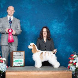 Cocker Spaniel All Grown Up from Dovecreek Cockers