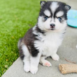 Martini - Black and white female Pomsky puppy in Yavapai County, Arizona from Pawsh Pomskies