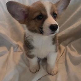 Ember - Red female Pembroke Welsh Corgi puppy in Madera, California from RRR Corgis