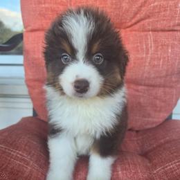 Goose - Red tri-color male Miniature American Shepherd puppy in Griswold, Connecticut from Flatrock Kennels of CT