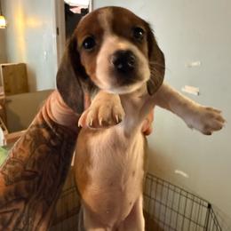 Girl 4 - Red female Dachshund puppy in Paisley, Florida from Pantheon Dachshunds