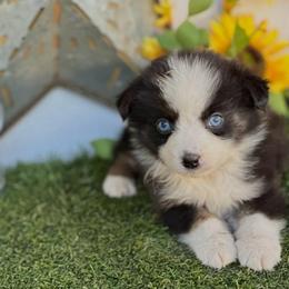 Cosmo - Black tri-color male Australian Shepherd puppy in Granbury, Texas from Texas Miniature Aussies