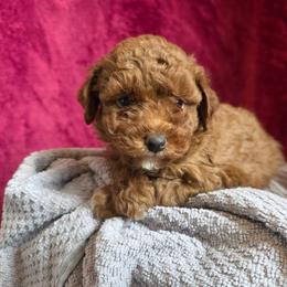 Koda - Poodle