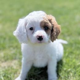 Patches - Blenheim female Cavapoo puppy in Kennewick, Washington from The Little Park Farm