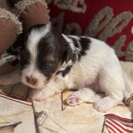 Boy 3 - Chocolate male Havanese puppy in East Lansing, Michigan from VanCort's Happy Havanese
