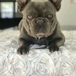 Chevy  - French Bulldog