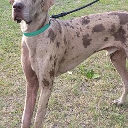 Great Danes from Infinity Danes