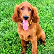 Orange collar girl - Red female Irish Doodle puppy in Madison, Wisconsin from Morningside Doodles