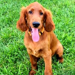 Orange collar girl - Red female Irish Doodle puppy in Madison, Wisconsin from Morningside Doodles