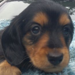 Adele - Black and tan female Dachshund puppy in Summerfield, Florida from D & B Ranchette