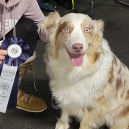 Beauty - Australian Shepherd