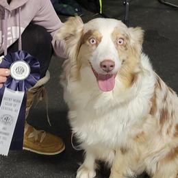 Beauty - Australian Shepherd