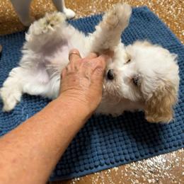Hooty Houston - Parti male Maltipoo puppy in Lawrenceburg, Tennessee from LUV Poodles and Maltipoos