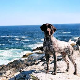 German Shorthaired Pointer All Grown Up from Halestorm Kennel