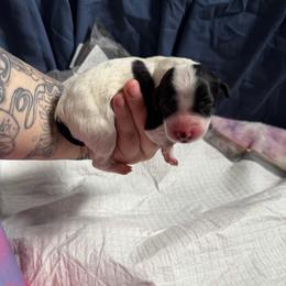 Matcha - White and black female Xoloitzcuintli puppy in Manitowoc, Wisconsin from Wonderland Kennel