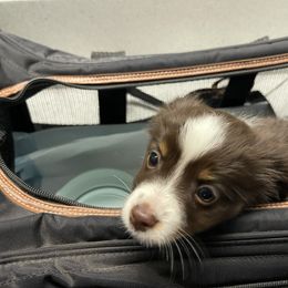 Miniature Australian Shepherd and Toy Australian Shepherd Puppies from Northern Roots Aussies