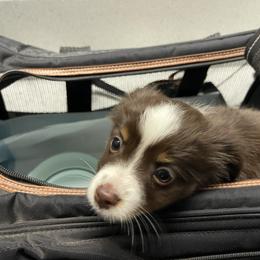 Miniature Australian Shepherd and Toy Australian Shepherd Puppies from Northern Roots Aussies