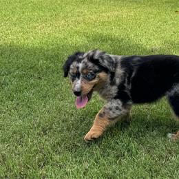 Syncing  Tucker - Blue merle male Australian Shepherd puppy in Tennessee from PaintedS Aussies
