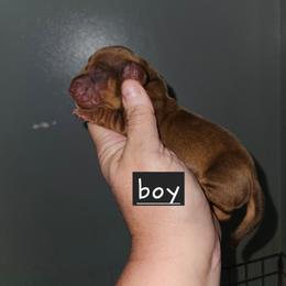 Boy 2 - Chocolate and tan male Dachshund puppy in Lansing, Michigan from Black Thunder 517 Dachshunds and frenchies