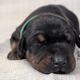 Black Male Green Collar - Black and rust male Doberman Pinscher puppy in Spencer, Indiana from Jackson's Dobermans