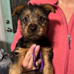 Girl 5 - Blue and tan Australian Terrier puppy in Riverview, Florida from Breezeswept Kennel