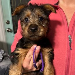 Girl 5 - Blue and tan Australian Terrier puppy in Riverview, Florida from Breezeswept Kennel