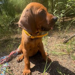 Cali - Red female Redbone Coonhound puppy in Mount Pleasant, Texas from Harmons Hounds