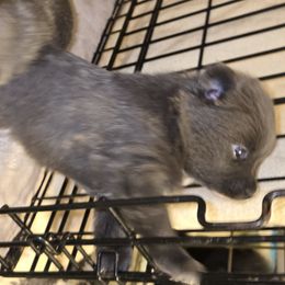 Jeanette - Blue female Pomeranian puppy in Mays Landing, New Jersey from KB Pom Pups by Krystal