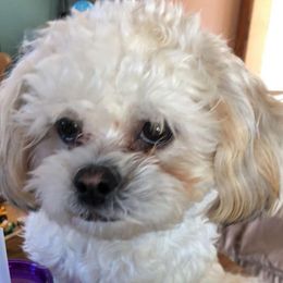 Shichons from Kanes Shichon Teddies