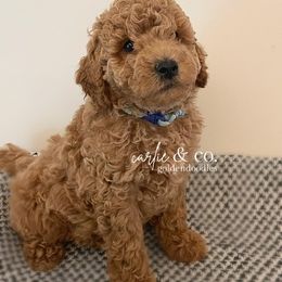 Goldendoodle Puppies from Carlie and Co. Goldendoodles