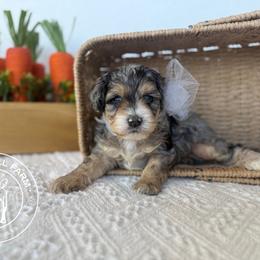 Fort - Merle male Cavapoo puppy in Fayetteville, Arkansas from Silver Hill Farm