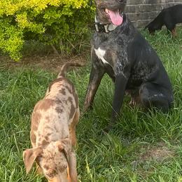 Catahoula Leopard Dogs from Ancient Roots’ Catahoulas