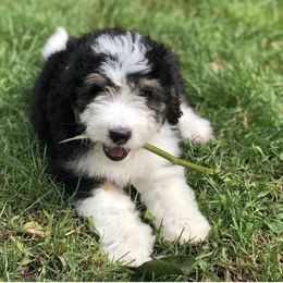 Aussiedoodle Puppies from Crystal Ridge Doodles