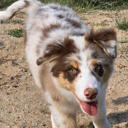 Australian Shepherds from Tréad Tines Aussies