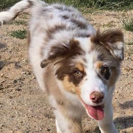 Australian Shepherds from Tréad Tines Aussies