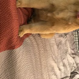 Golden Retriever Puppies from OPK GOLDENS