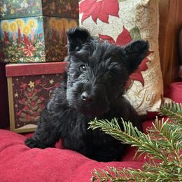 Smurf - Brindle male Scottish Terrier puppy in Moyie Springs, Idaho from Avonlea Terriers