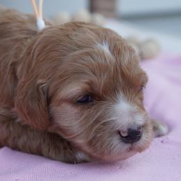 Winnie - Cream female Goldendoodle puppy in Lancaster, Pennsylvania from Henriquez Puppies