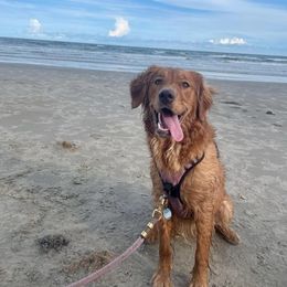 Golden Retriever All Grown Up from Jesse Hinckley's Golden Retrievers