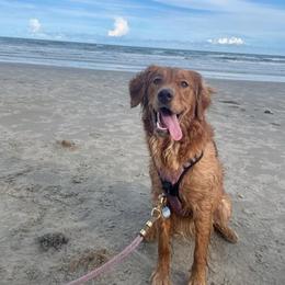 Golden Retriever All Grown Up from Jesse Hinckley's Golden Retrievers