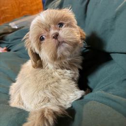 Tucker - Cream and white male Shih Tzu puppy in Running Springs, California from Amanda's Shih Tzus