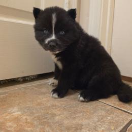 Reze - Black and white female Siberian Husky puppy in Buckeye, Arizona from Anime Huskies