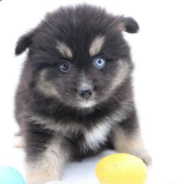 Mrs. White (Betty) SALE 2900 - Black female Pomsky puppy in Christiana, Tennessee from Smoky Mountain Pomskies