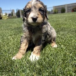 Bernedoodle Puppies from Burbank Bernedoodles