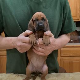 Mss Lime - Red female Redbone Coonhound puppy in Madisonville, Tennessee from Blackstone Valley Hounds