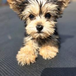 Teddy - Black and tan male Yorkshire Terrier puppy in Pocahontas, Arkansas from 5 River Puppies