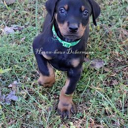 Green print collar 412 - Black and rust male Doberman Pinscher puppy in Harmony, North Carolina from Havenhaus Dobermans